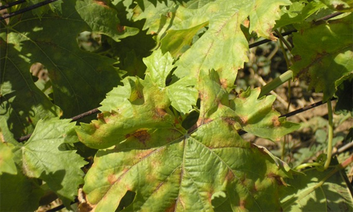 Болезни и вредители винограда: описание и борьба с ними