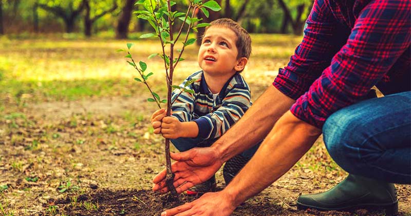батьки і діти садять дерева