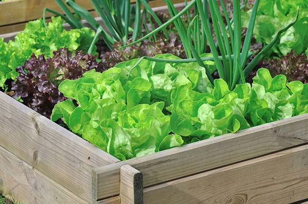 Огород на подоконнике: какие овощи можно выращивать дома