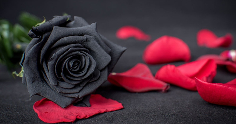 Троянда чорного кольору