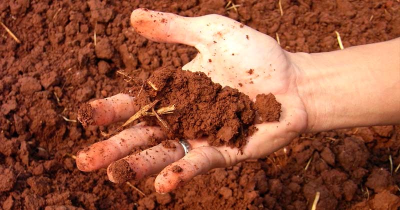 Як поліпшити глинистий ґрунт