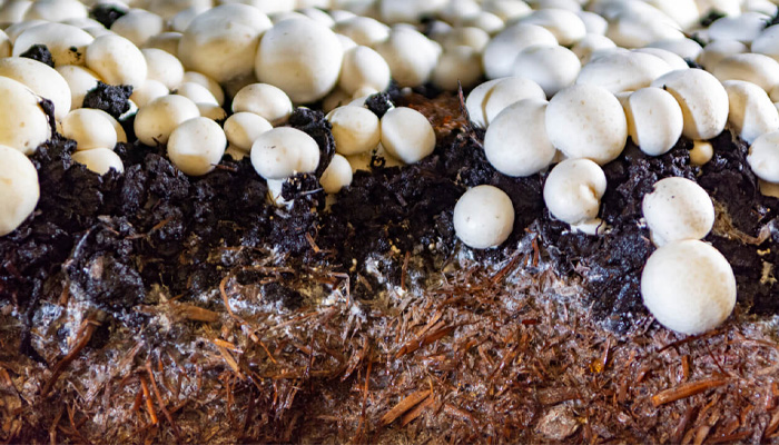 yak_vyrostyty_pecherytsi_na_gorodi.jpg yak_vyrostyty_pecherytsi_na_gorodi.jpg