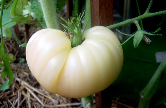 белый томат