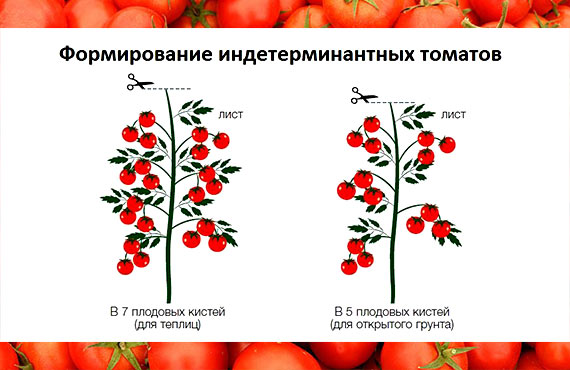 як сформувати помідори по висоті