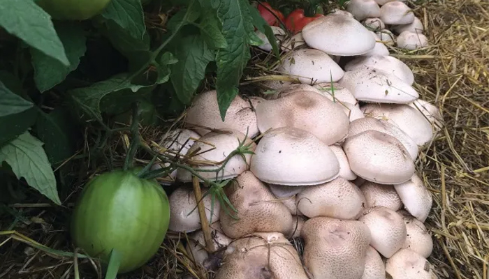 shampiniony_instruktsia_vyroschuvania.jpg shampiniony_instruktsia_vyroschuvania.jpg