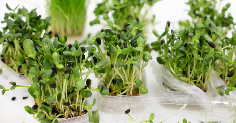 Як виростити мікрозелень