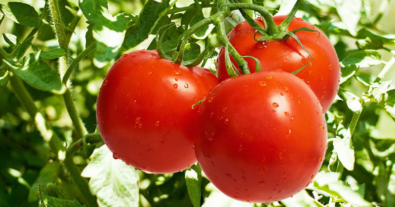 как лечить томаты