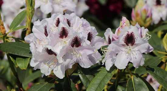 yak_sadyty_rododendron.jpg