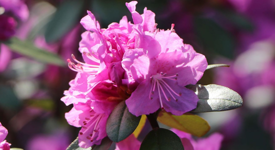 yak_vyrostyty_rododendron_v_gorschyku.jpg