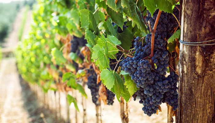 Болезни и вредители винограда: описание и борьба с ними