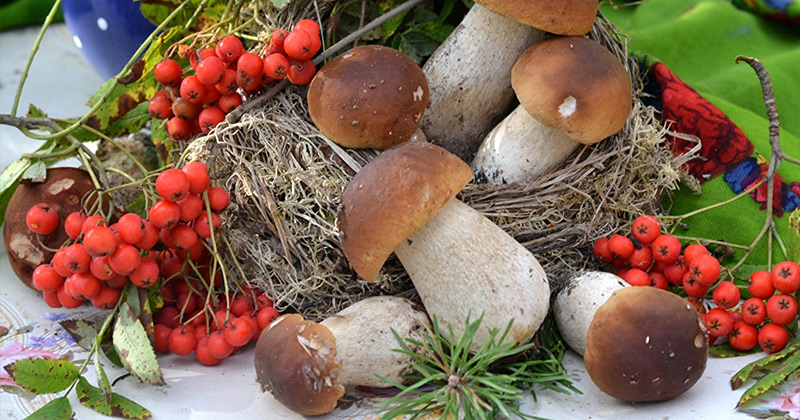 Как вырастить грибы на своем участке