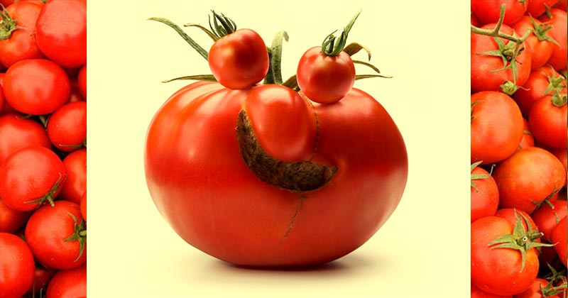 Незвичайний томат