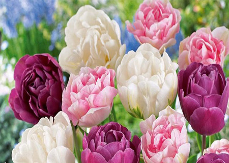 Махровые тюльпаны многоцветковые из Голландии