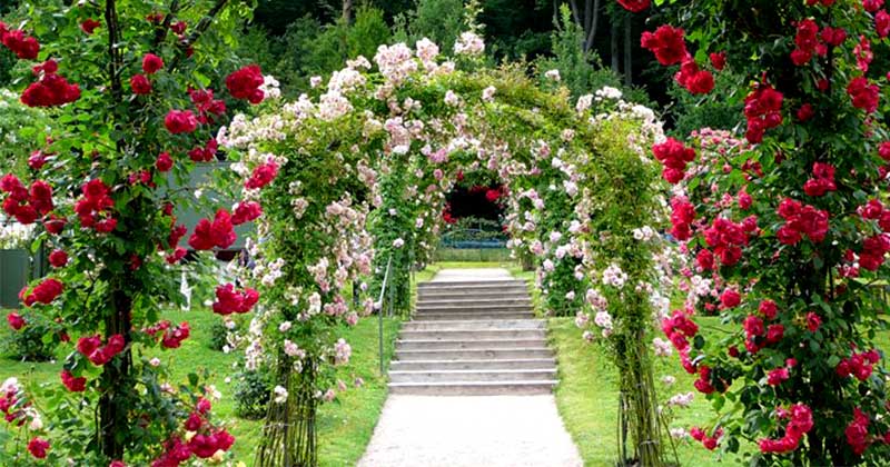 прикраса арок трояндами