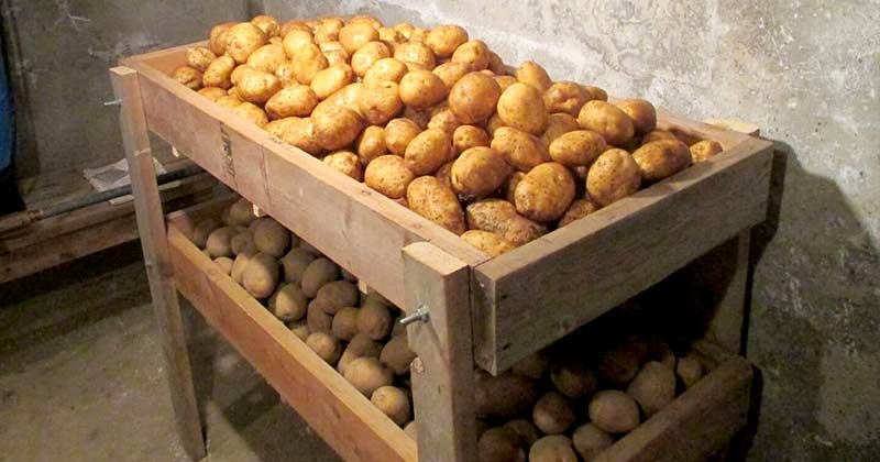 яровизация картоплі