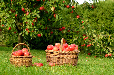 саджанці яблук