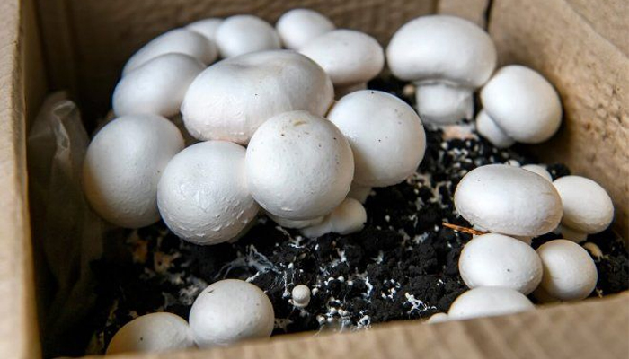 yak_zrobyty_grunt_dlia_shampinioniv.jpg yak_zrobyty_grunt_dlia_shampinioniv.jpg