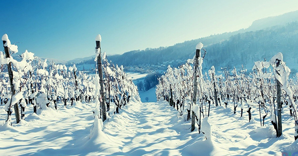 Укрытие винограда снегом