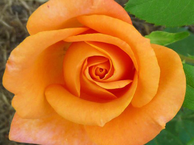 Троянда Remi Martin