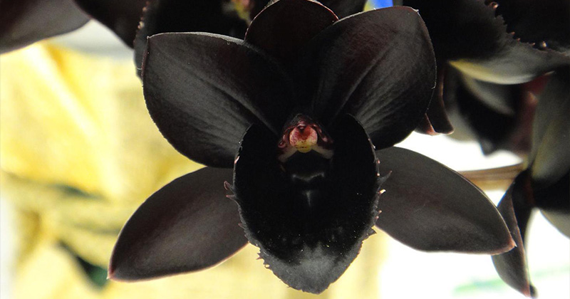 Орхідея чорного кольору