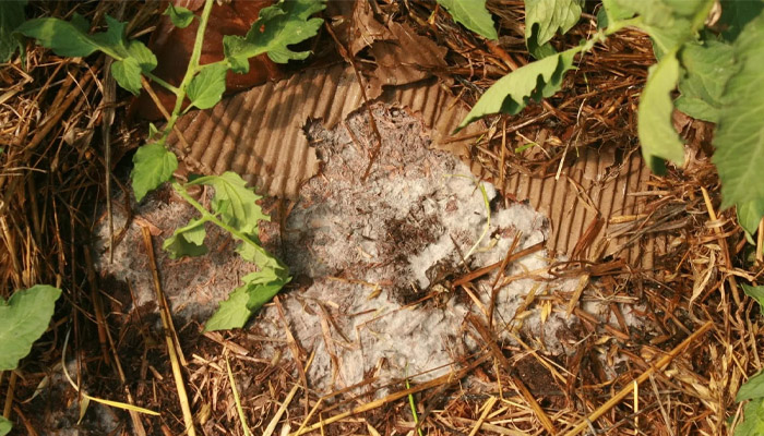 yak_vyrostyty_schampiniony_v_pidvali.jpg yak_vyrostyty_schampiniony_v_pidvali.jpg