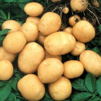 протравителии для картофеля