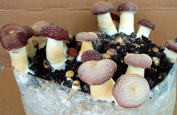 Мицелий грибов купить