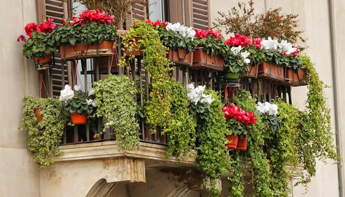 ampelni_kvity_na_balkon.jpg