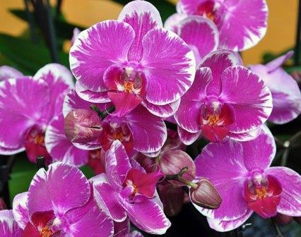 Догляд за орхідеями
