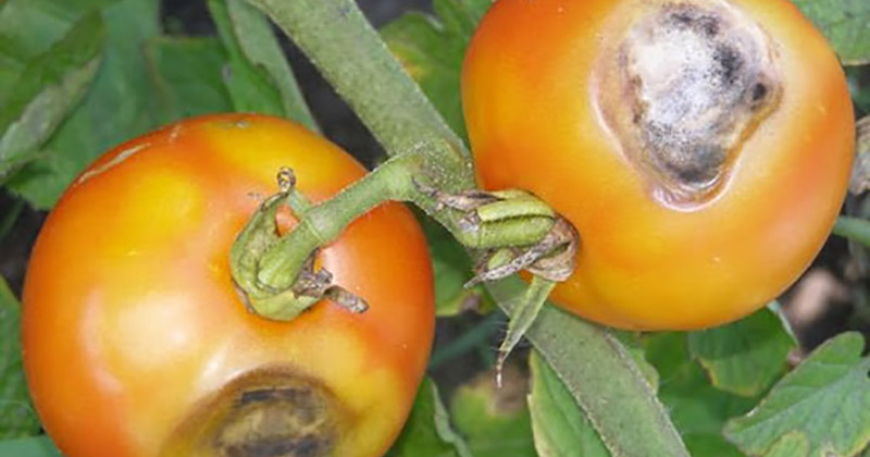 Трахеомікозние в'янення томатів