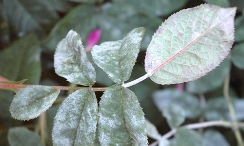 ���������� ���� �� ������ �������