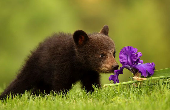 Звірятка нюхають квіти