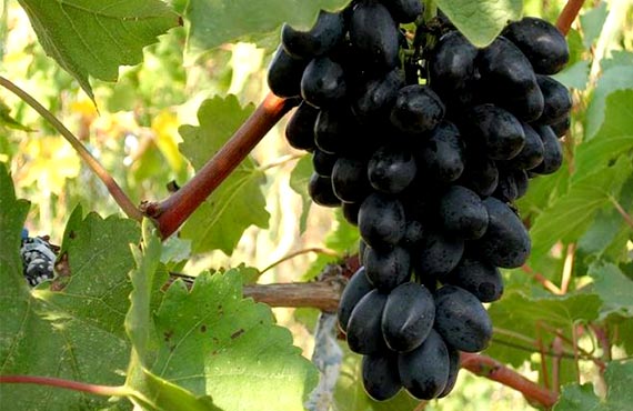 Ромбик сорт виноград