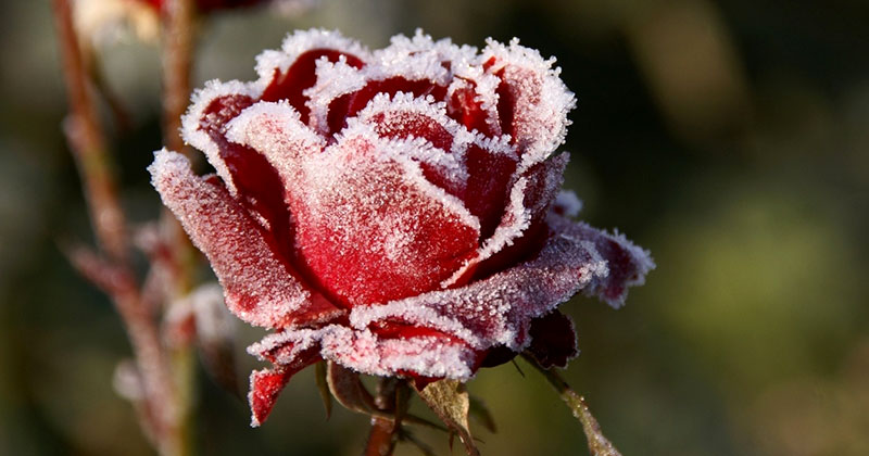 Як підготувати троянди до зими