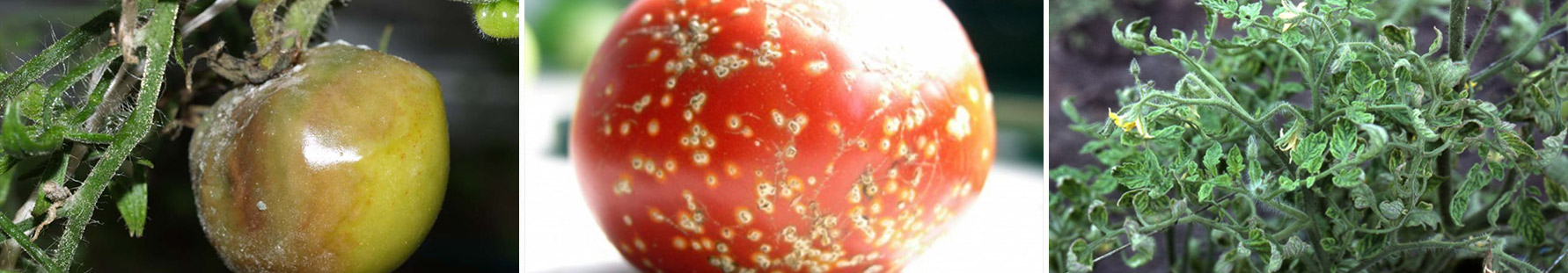 Хвороби помідорів