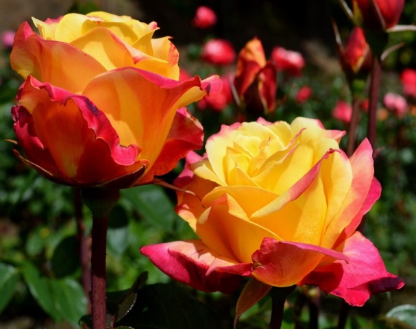 Новая коллекция саженцев роз.jpg