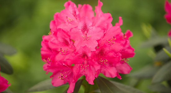 yak_reanimuvaty_rododendron.jpg