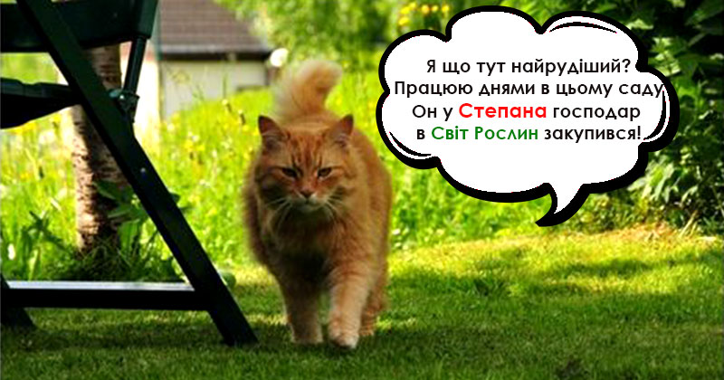 Кіт-садівник
