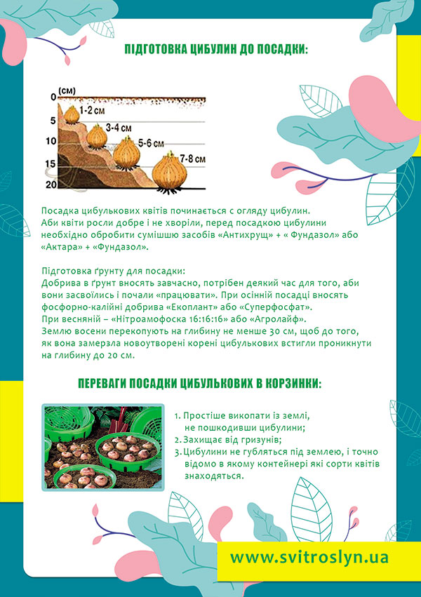 Как садить луковичные