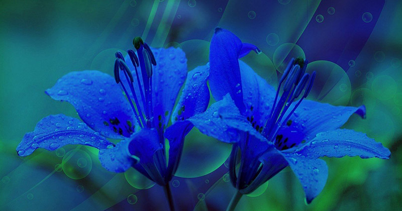 Квіти лілії синьогокольору