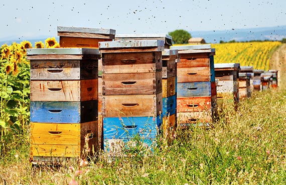 Товари для бджільництва купити