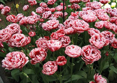 Махровые многоцветковые тюльпаны