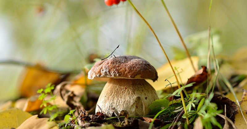 Як виростити гриби на своїй ділянці