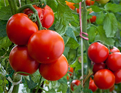 когда сеять томаты на рассаду