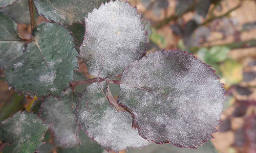 ���������� ������������ �������� ������ �� ���������� ����