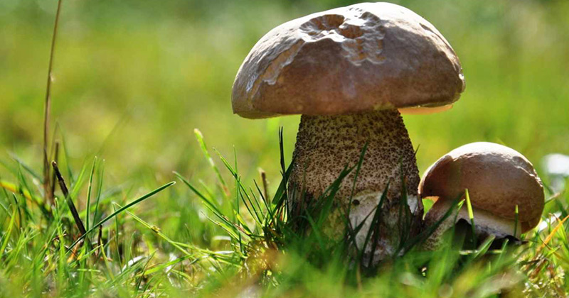 Вырастить грибы самостоятельно