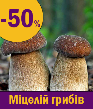 Міцелій грибів купити