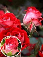 Роза бордюрная Красно-белая (Red-white)
