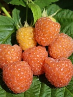 ������ ��������� ������������ ������ 1 ��� 3 �