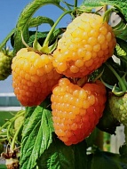 ������ ����� ������������ ������ 1 ��� 3 �